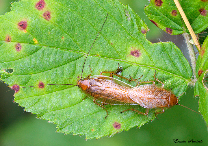 Ectobius sp.